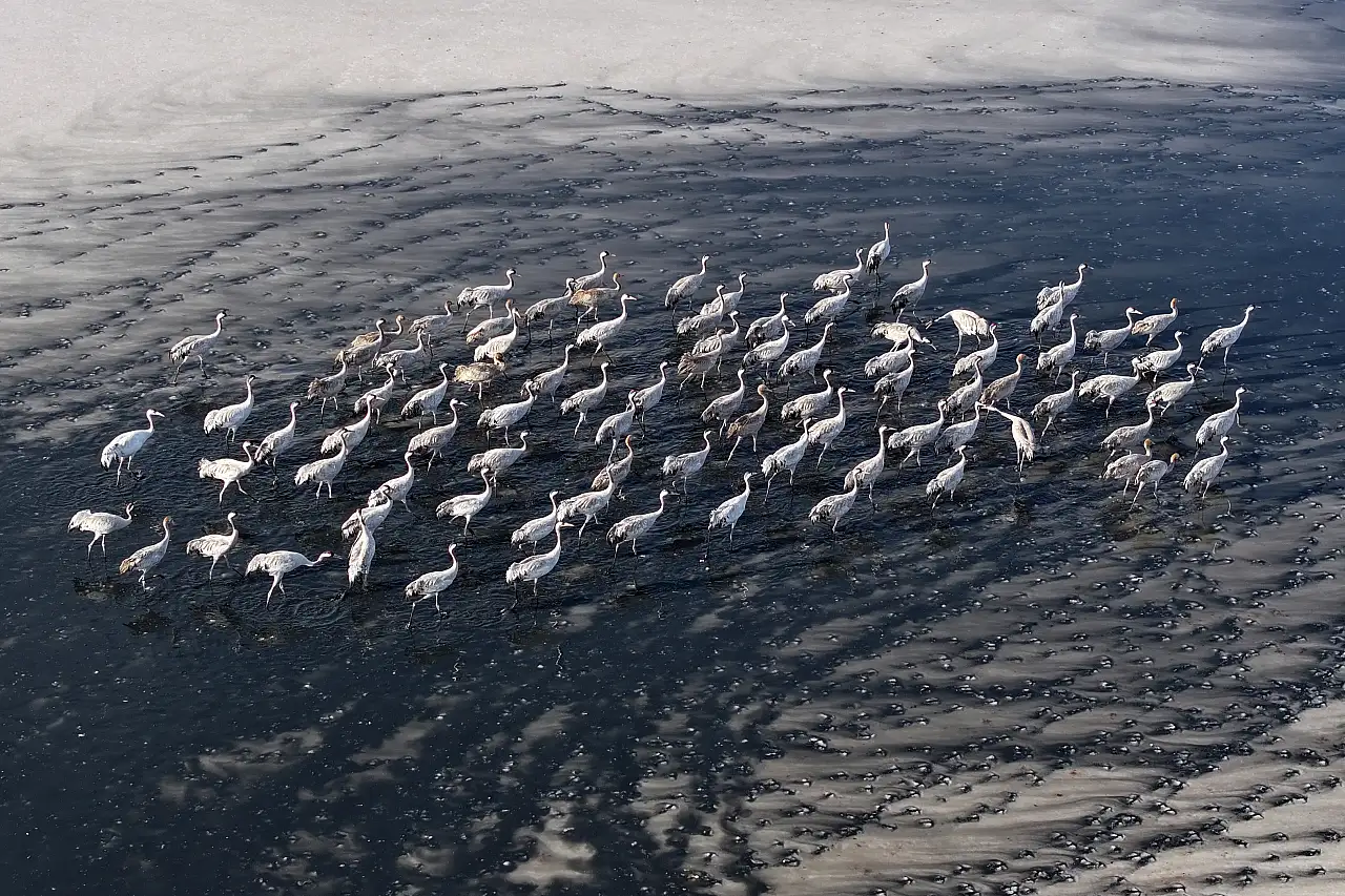 Kayseri'de binlerce göçmen kuş adeta karakalem tablosu oluşturdu