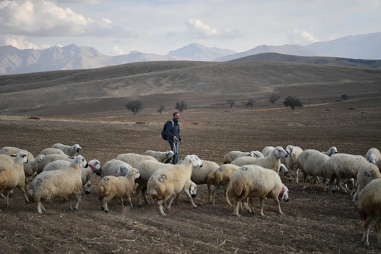 Sürüler 19'dan 150'ye çıktı: Kayseri'de, meralar şenleniyor