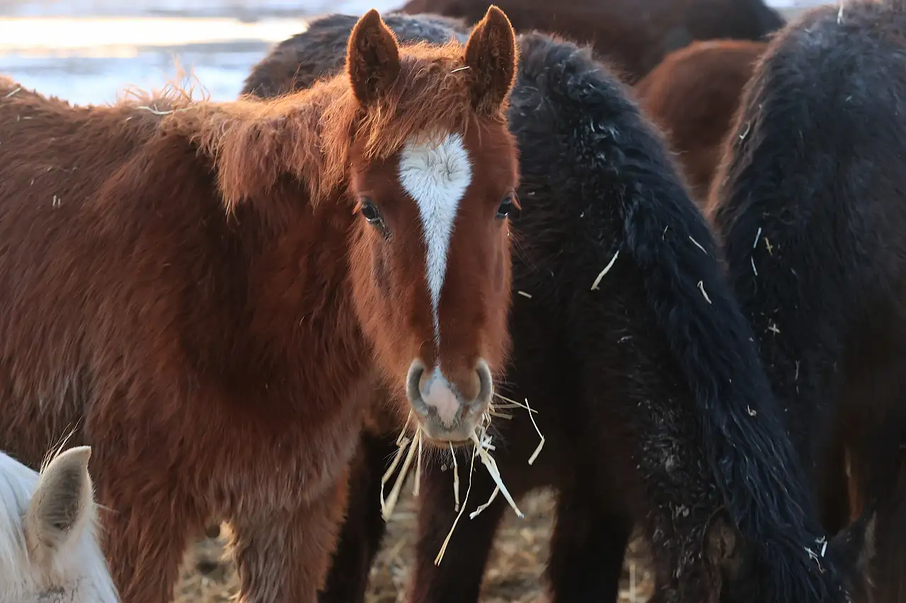 Kayseri'de yılkı atları görsel şölen oluşturdu