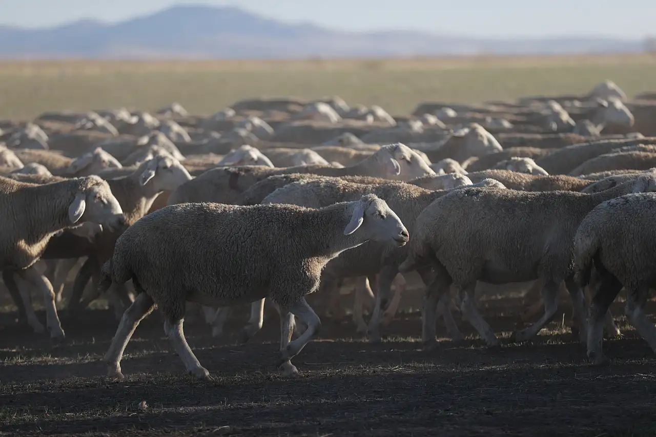 Kayseri'de yoğun talep görüyor! Kırşehir'de yetiştiriliyor