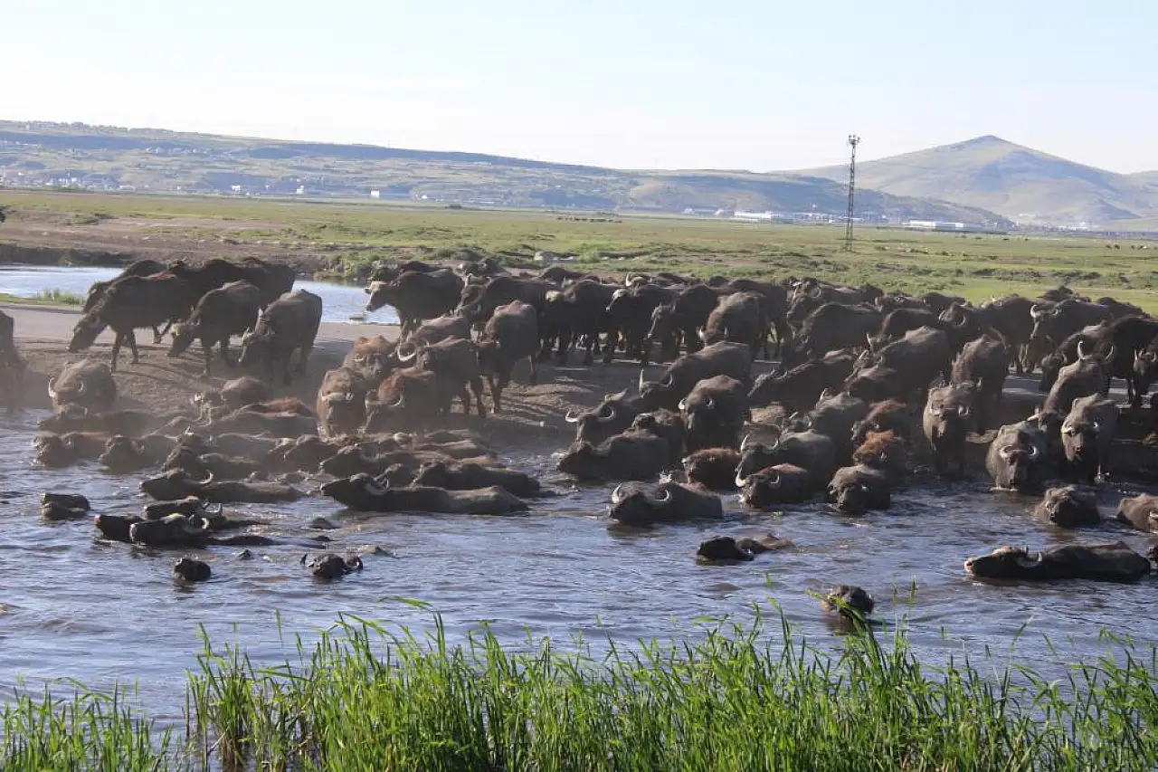 Milletvekili Cıngı duyurdu: Kayseri manda ürünlerinde üs olacak!