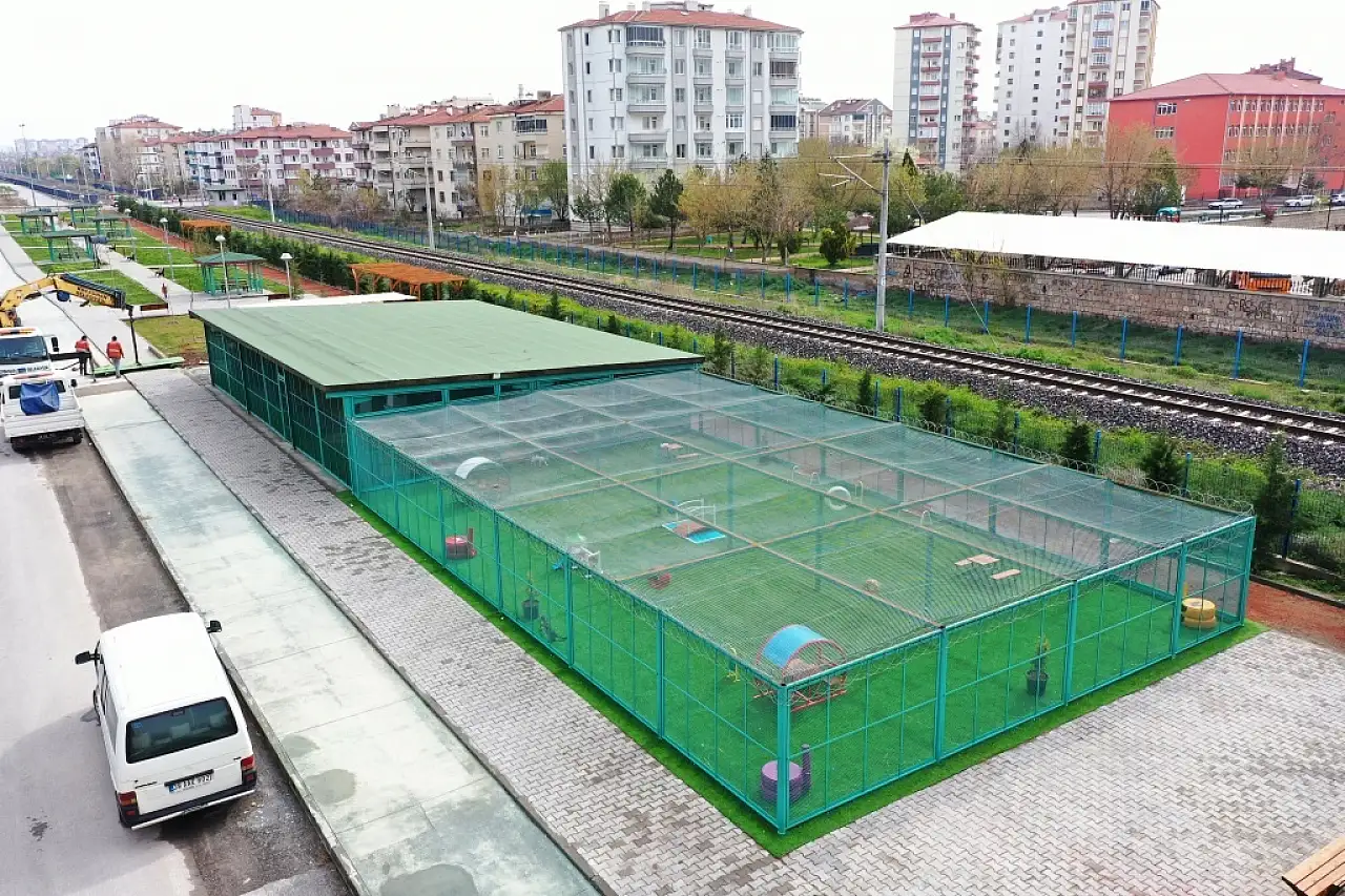 Kayseri'de bir ilk: Kedi kasabası
