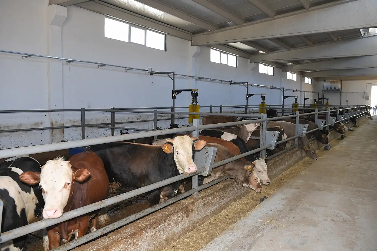 Hayvancılıkta Kayseri'den güneş enerjili hamle