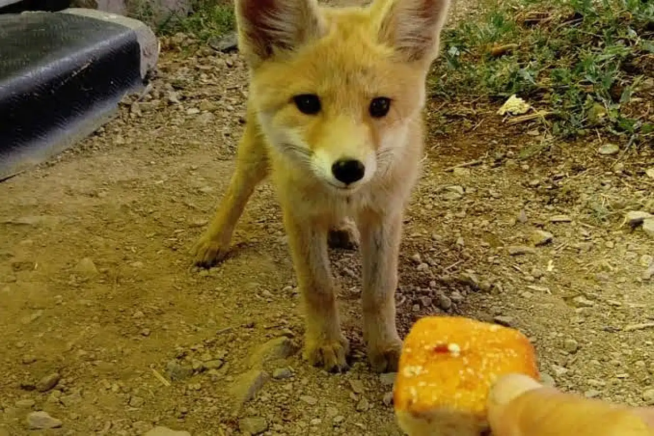Evlerde kedi köpeğin yerini mi alacak? Kayseri'de tilki dönemi