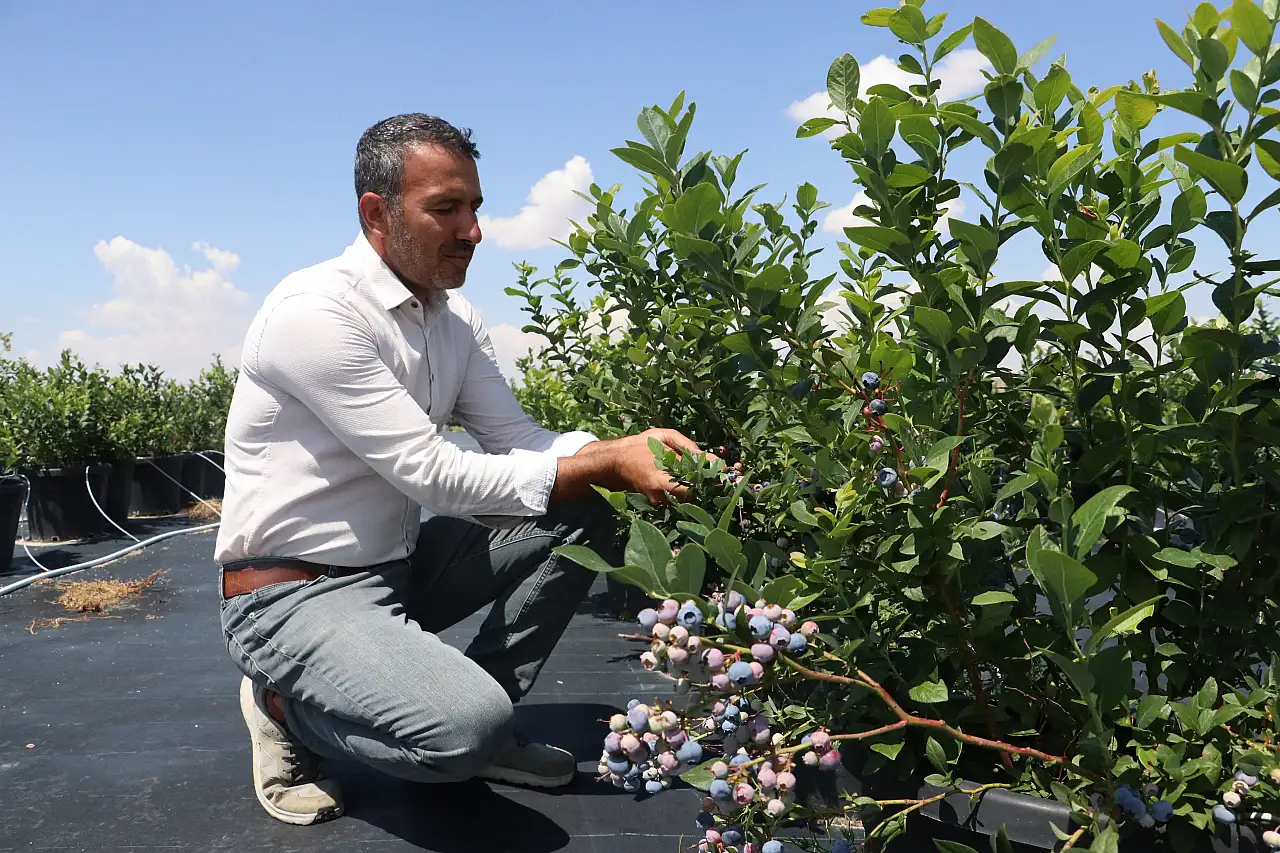 Kayseri'de 12 milyonluk yatırım! 17 bin saksıda üretim başladı