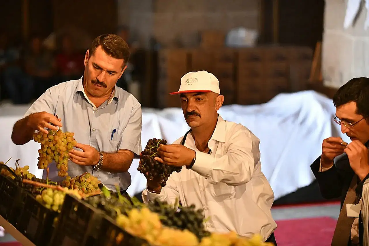 Kayseri'de üzümler yarışacak!