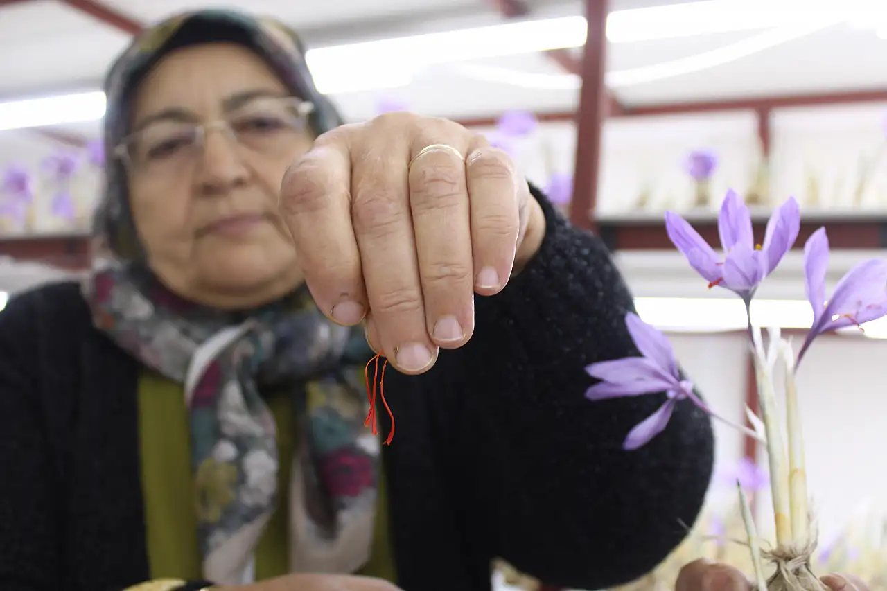 Kayseri'de bir ilki başardı! Dünyanın en pahalı baharatını yetiştirdi