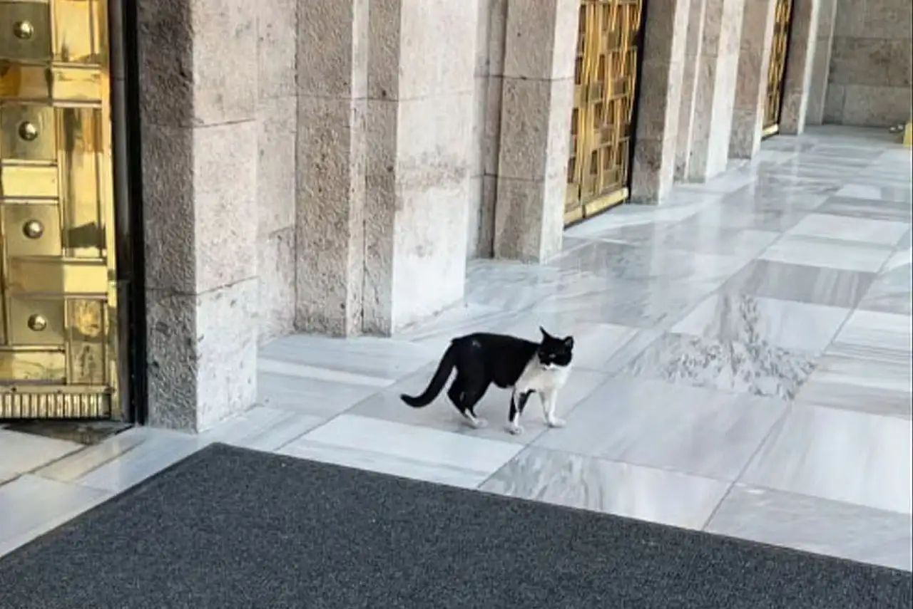 AK Parti Kayseri Milletvekili neyin peşinde? Ne yaptıysa olmadı, pisi