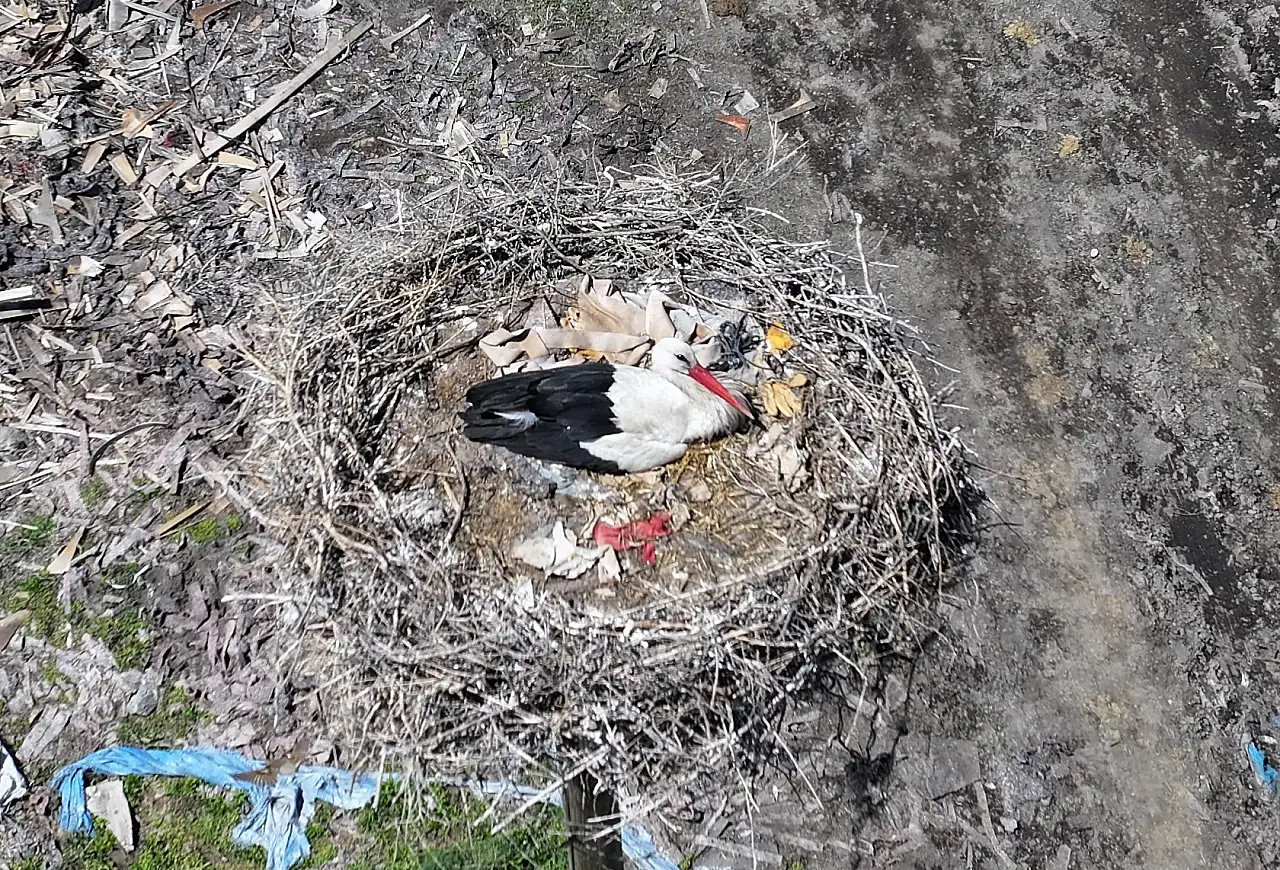 Leyleklerin gelişiyle Hürmetçi Sazlığı'nda görsel şölen