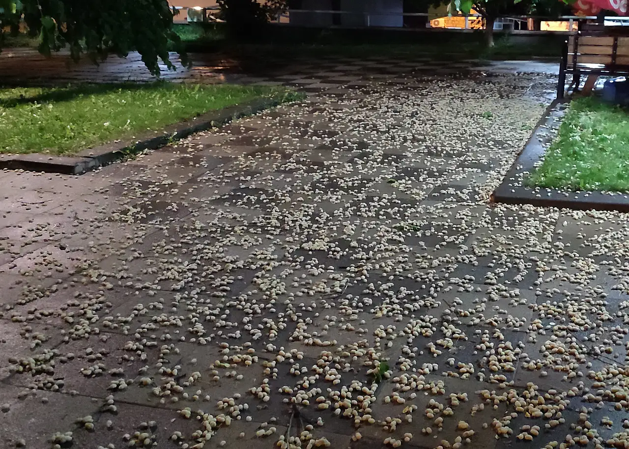 Kayseri'nin o ilçesinde rüzgar ağaçları kökünden söktü!