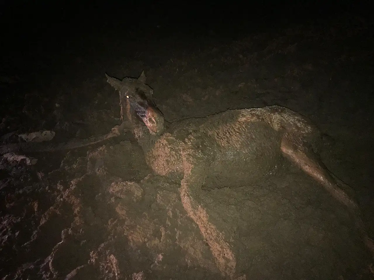 Kayseri'de oldu! Bataklığa saplandı