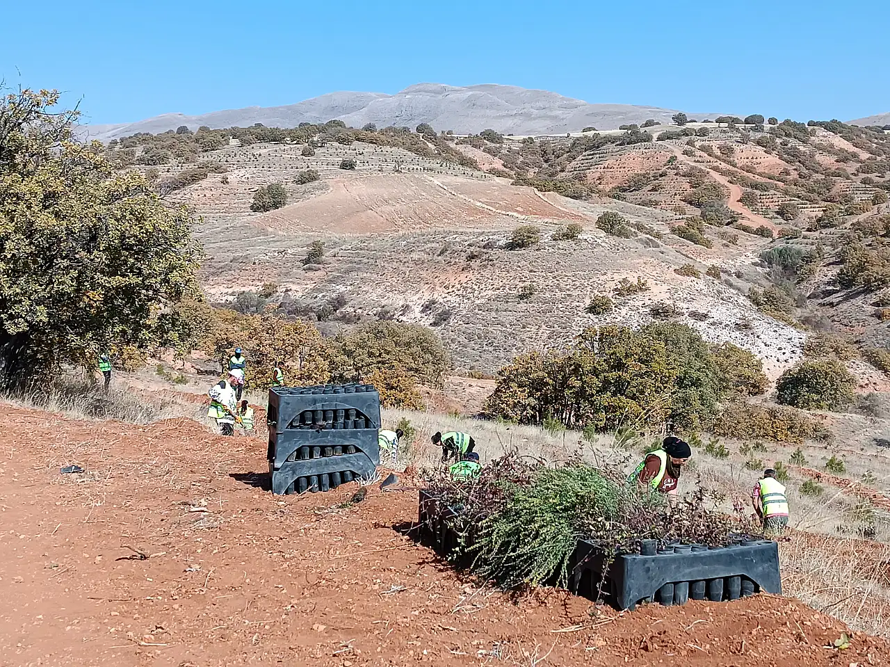 35 bin fide ile 'bal ormanı projesi' başladı