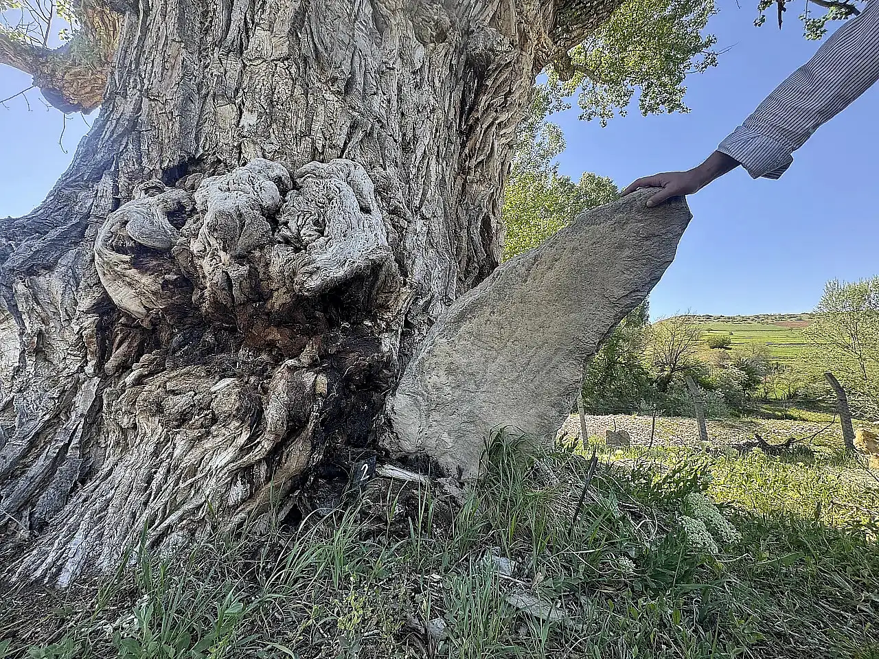 Kayseri'de ağacın gövdesinde mezar çıktı!