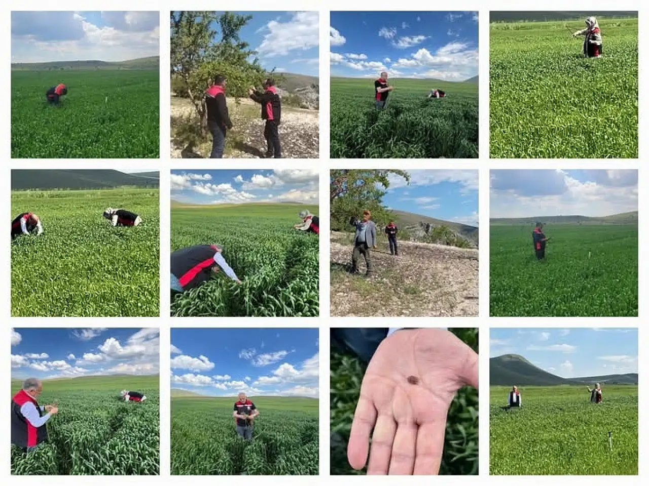 Müdür Saklav'dan üreticilere 'süne' uyarısı