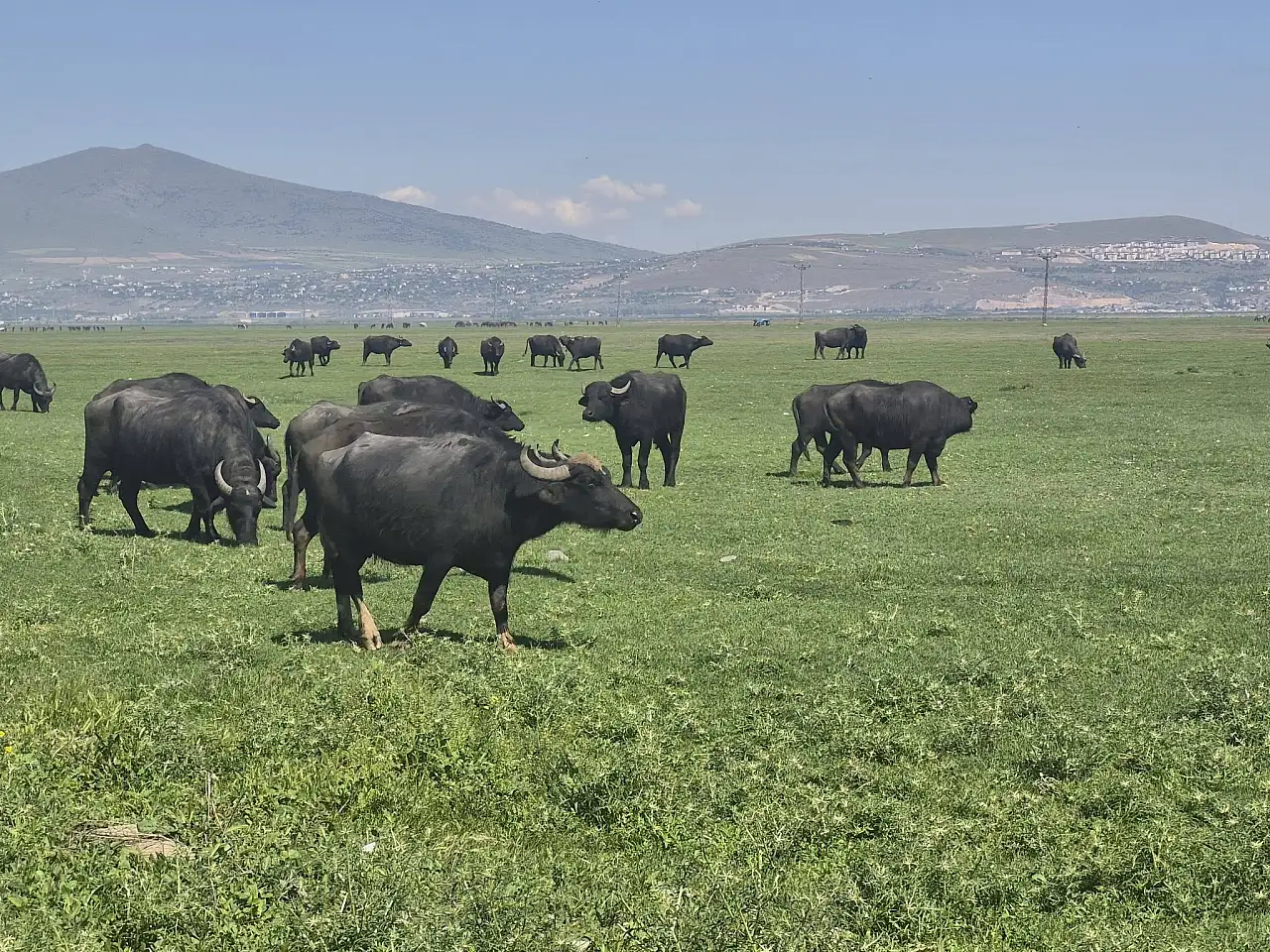 Kayseri'nin 4'üncü olduğu alan mercek altında! En çok orada var