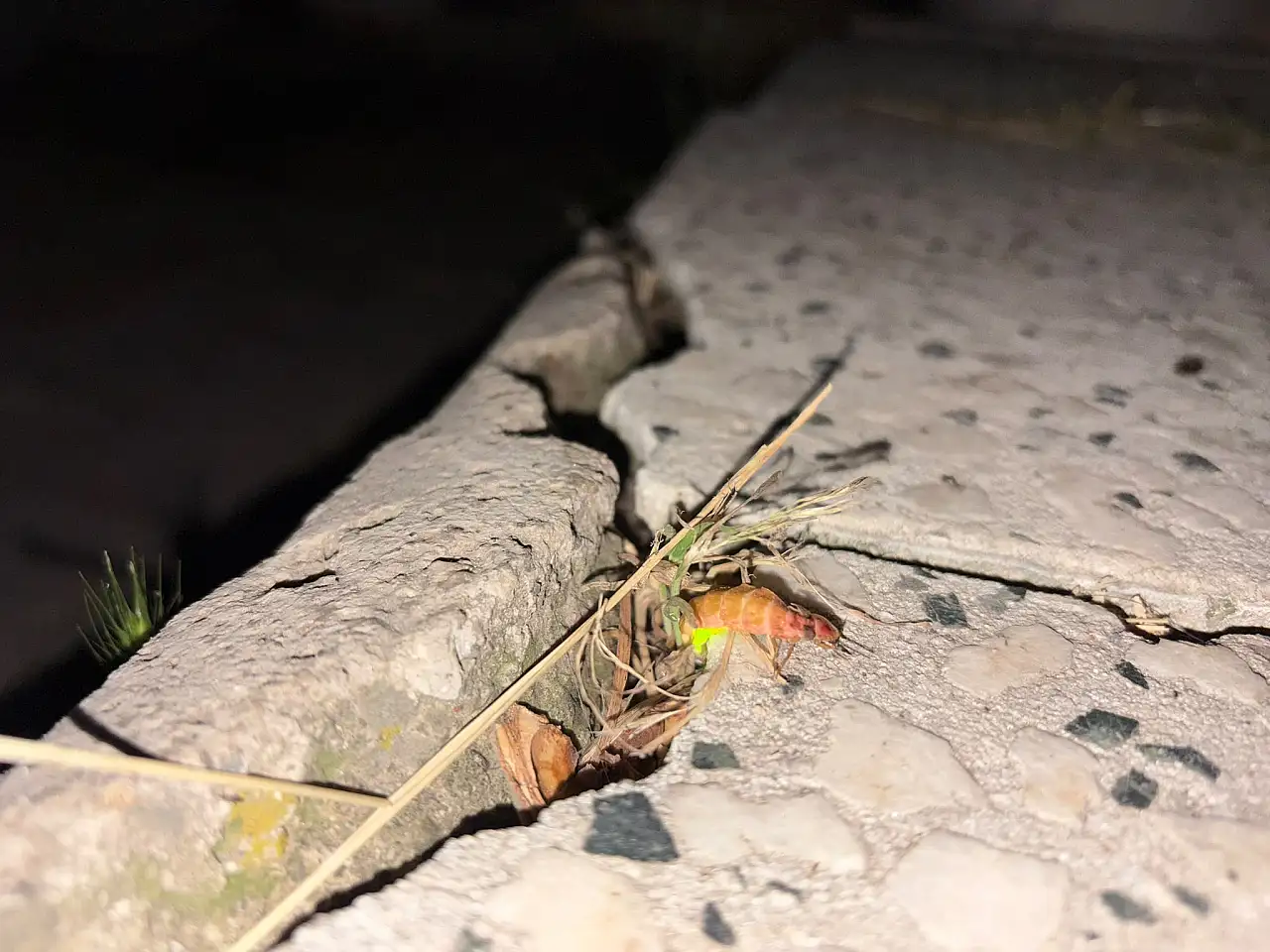 Kayseri'de görüldü: Nesli tehlikede mi?
