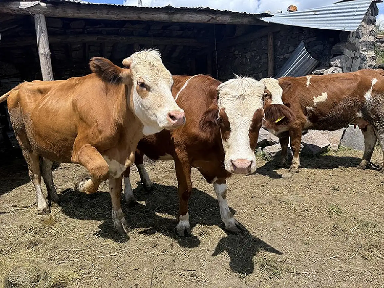 Kayserili üreticilere müjde! Destek artışı geldi