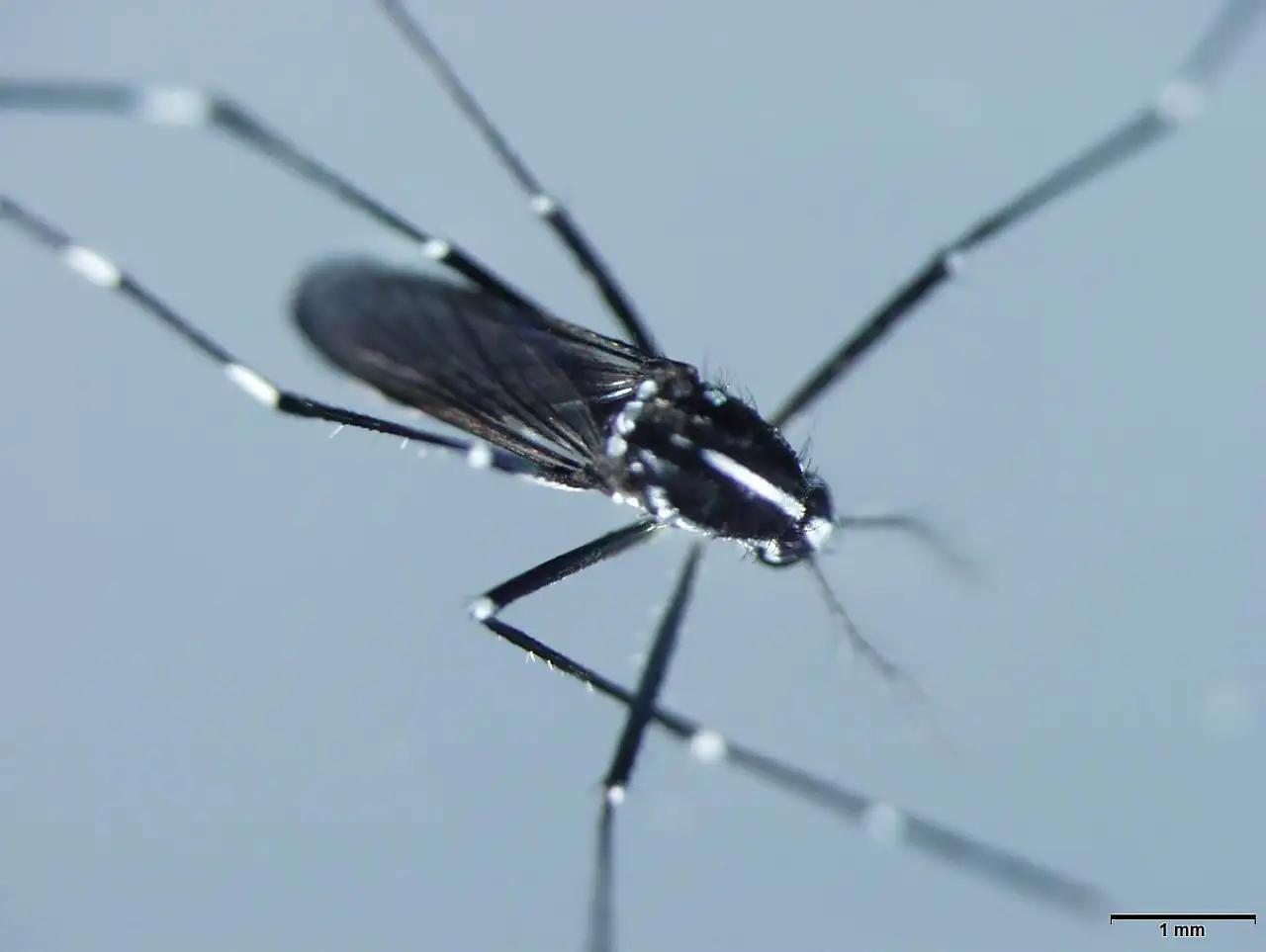 Gündüz ısırıyor, her yerden kan emiyor: Virüs taşımıyor ama sessizce yayılıyor