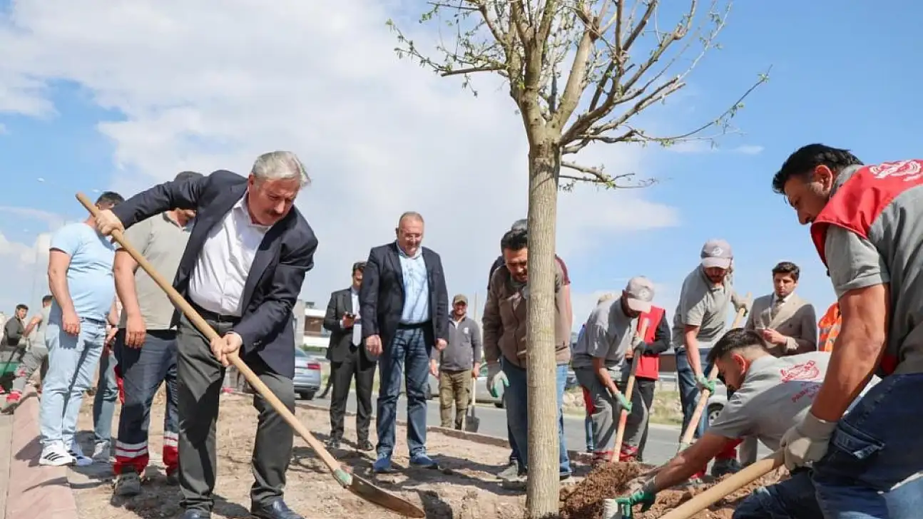 10-15 yıllık dut ağaçları toprakla buluştu