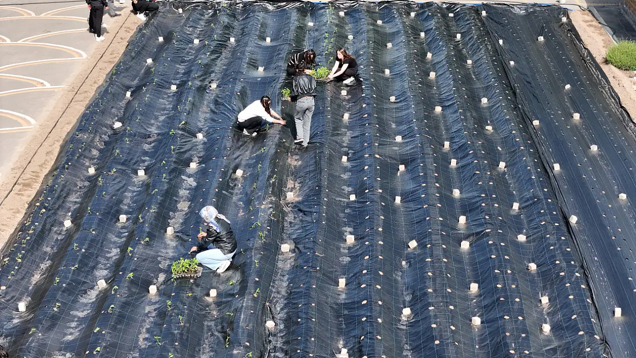 Belediye destekledi! Kayseri'de bin 200 biber fidesi dikildi