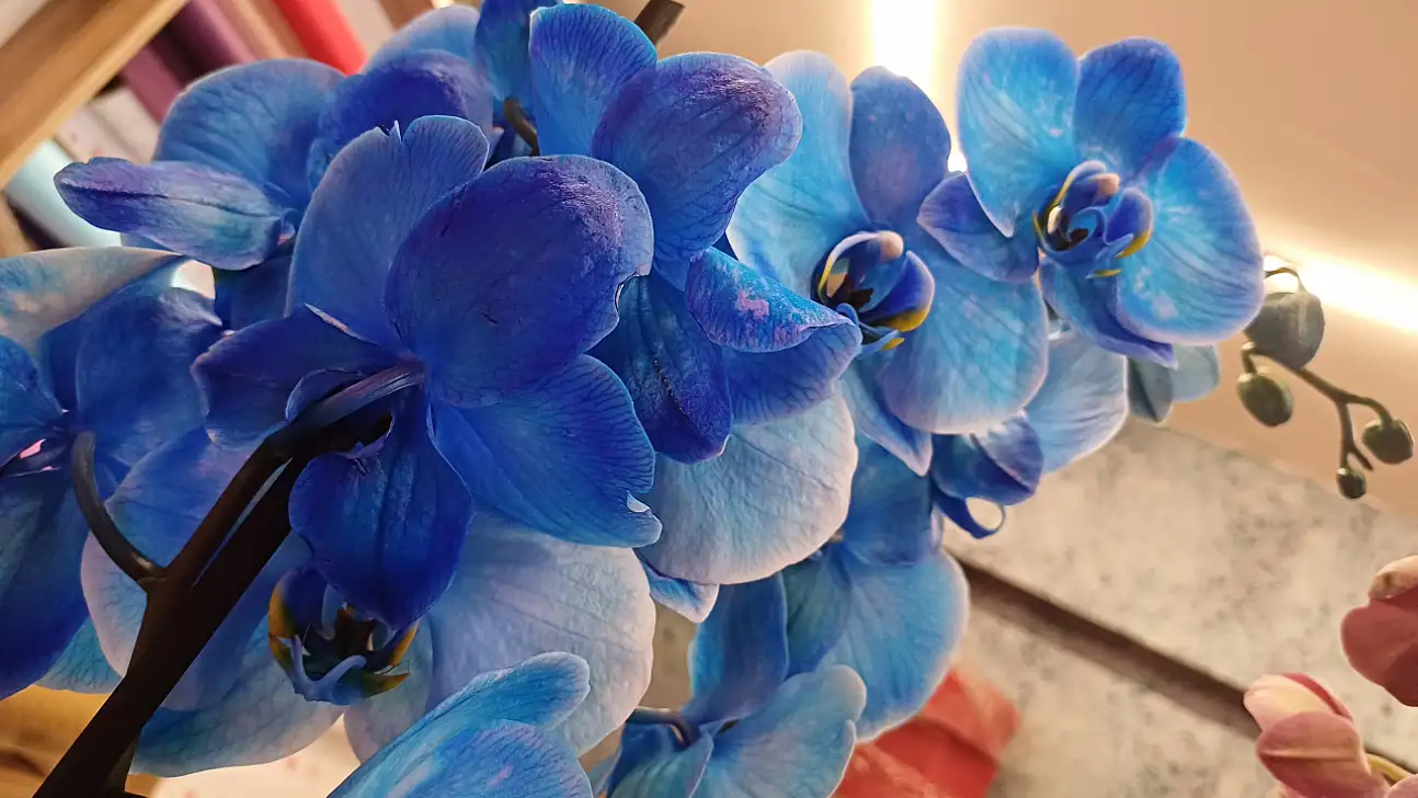 Çiçekçilerde 14 Şubat mesaisi