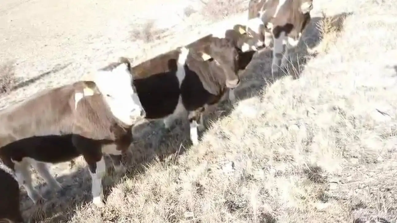 Ahırın duvarını yıkarak kaçan inekler, 16 saat sonra bulundu