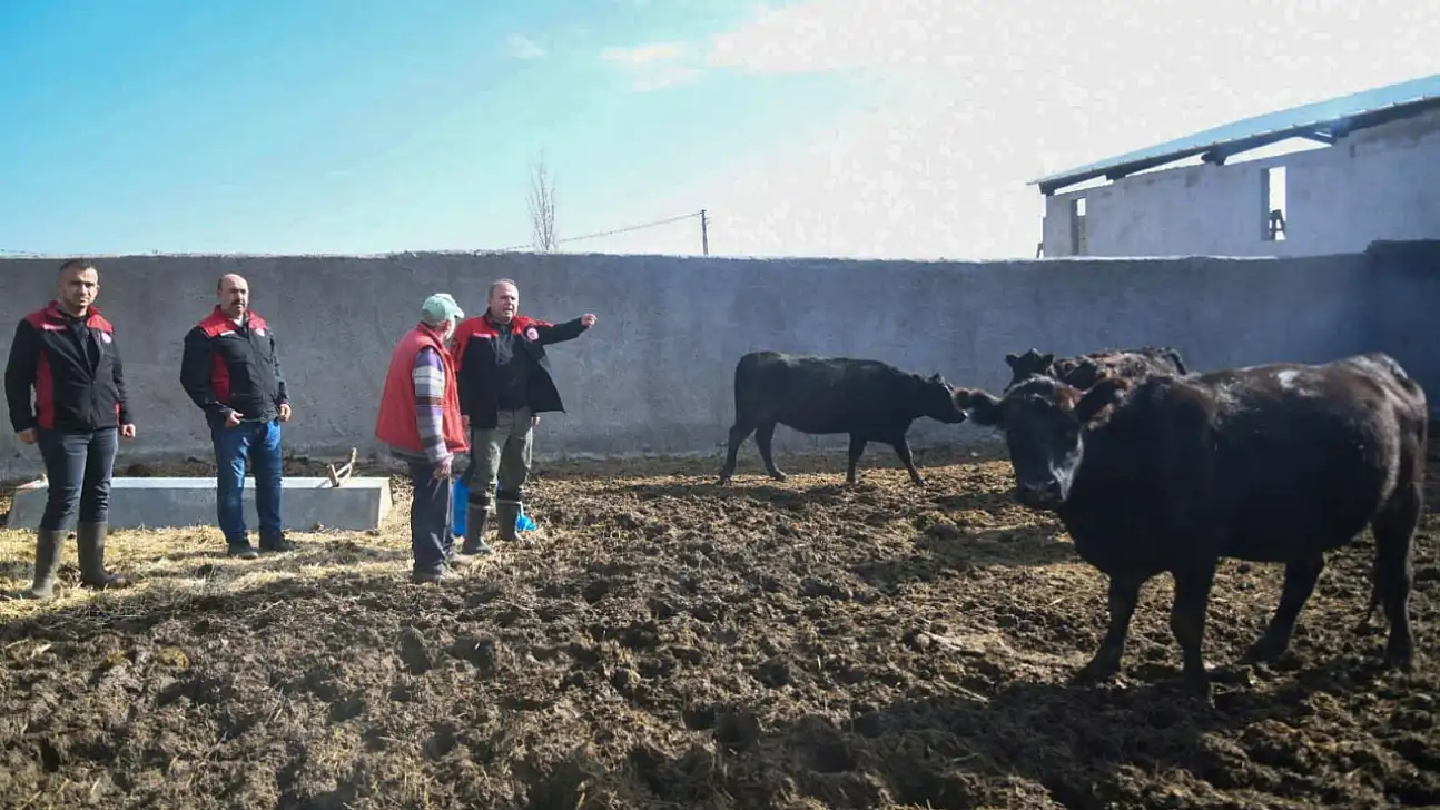 Gebe Düve Desteği Kayseri'de hızlandı
