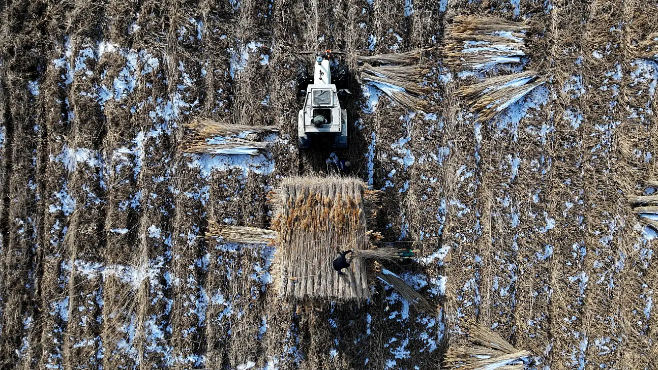 Göçmen kuşların yuvasında kış mesaisi