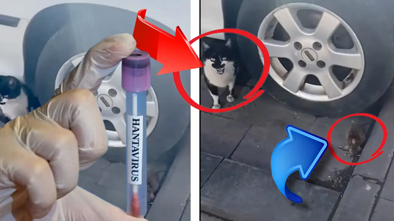 Hantavirüs gündemdeyken, bu görüntü Kayseri'de çekildi! Kedi, fareye neden bir şey yapmıyor?