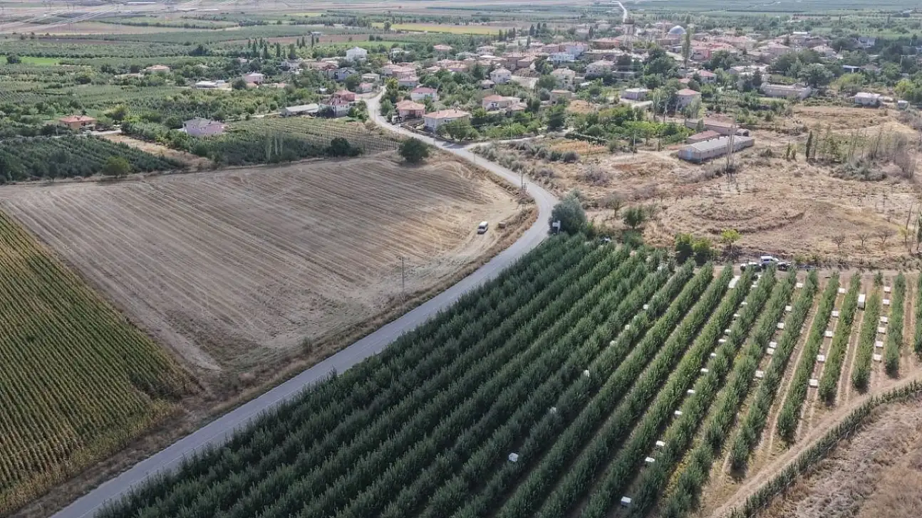 Kayseri'de 8 çeşidi üretiliyor! Hasadı başladı