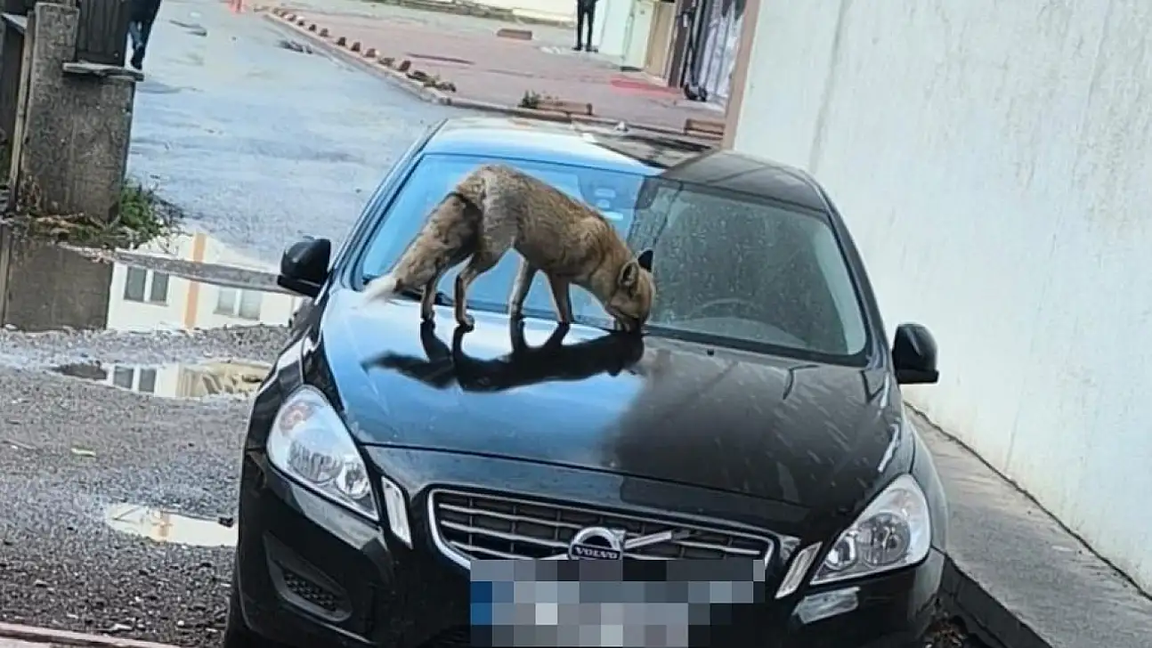 Kayseri'de aç kalan tilki şehir merkezine indi