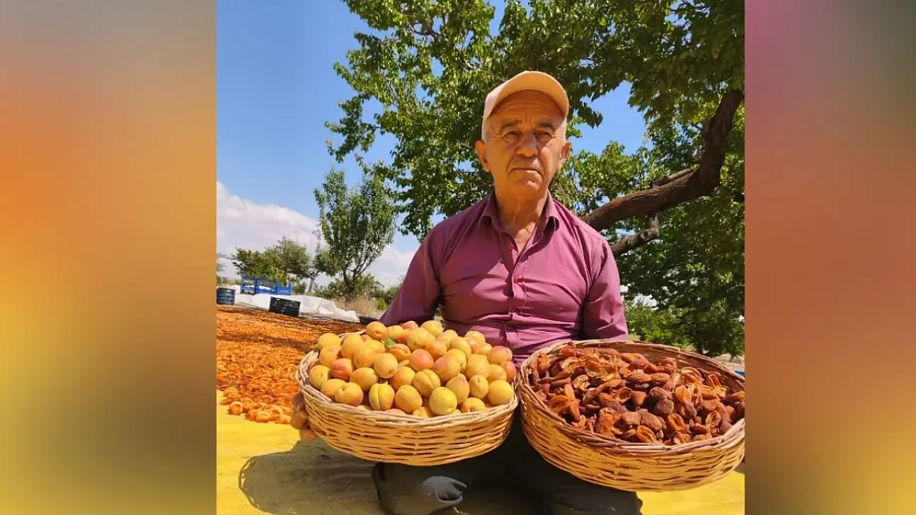 Kayseri'de hasat zamanı başladı! Bahçesi Malatya'yı aratmadı