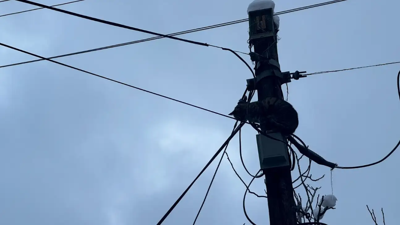 Kayseri'de ihbarın ardından Belediye Başkanı talimat verdi! Kısa sürede kurtarıldı