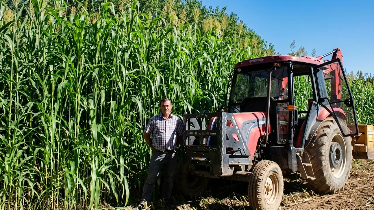 Kayseri'de mısıra alternatif sorgum: İlk biçimde dönüme 5 ton verim