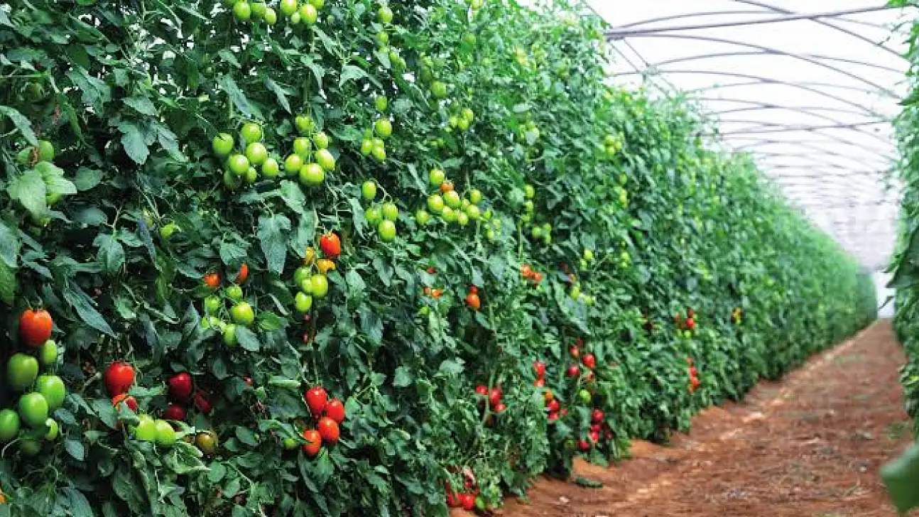 Kayseri'de örtü altında yetiştirilen ürünler bakın nelermiş?