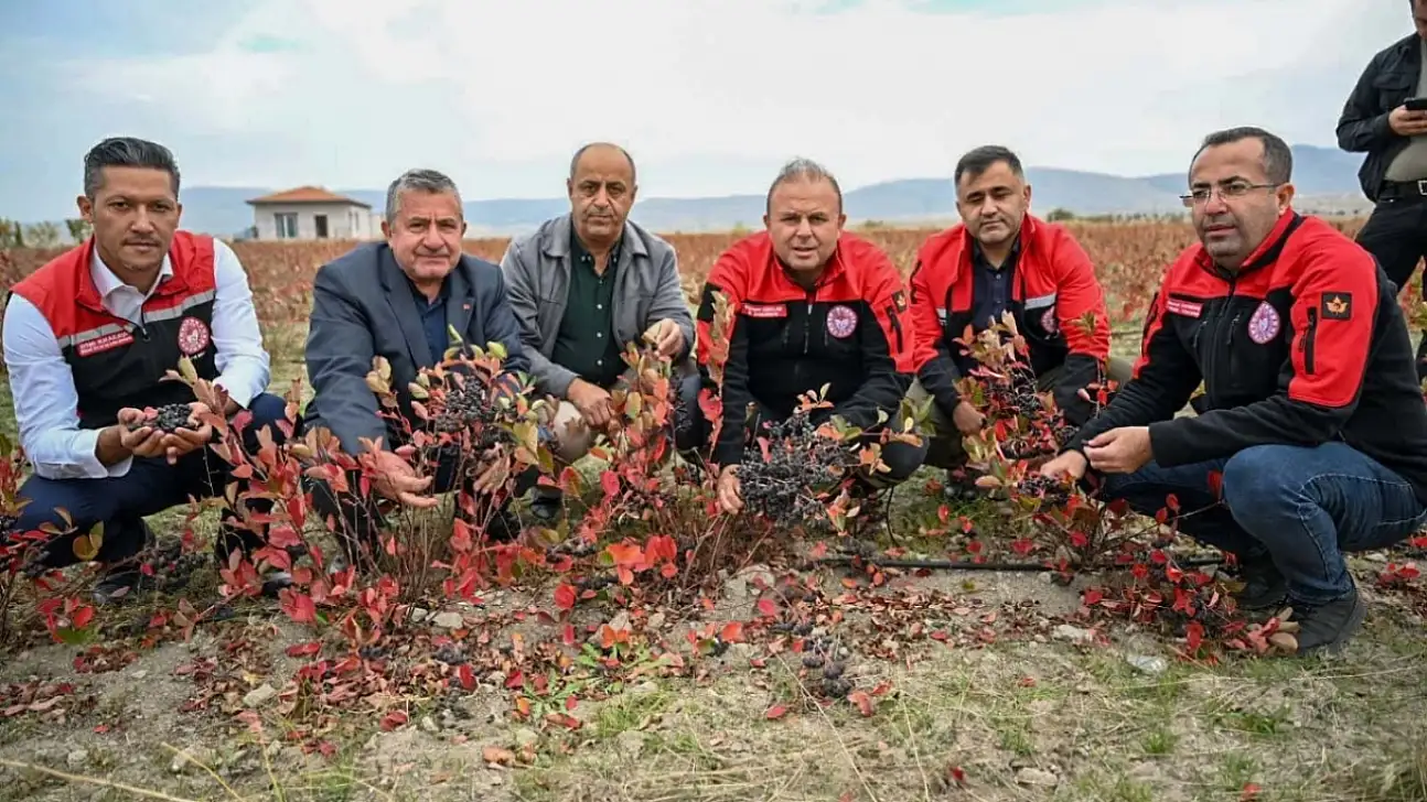 Kayseri'de şimdi de o meyve yetiştiriliyor! Hasadı başladı