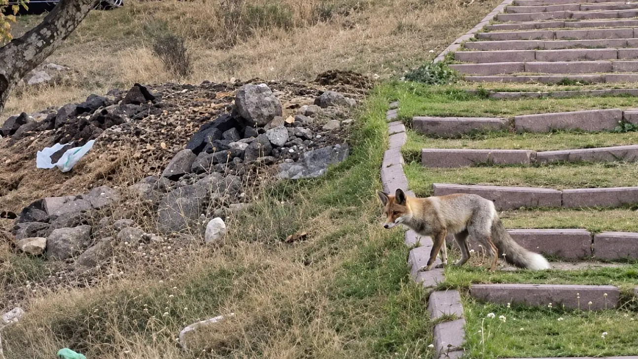 Kayseri'de tilki öyle bir şey çaldı ki! Görenler şaştı kaldı