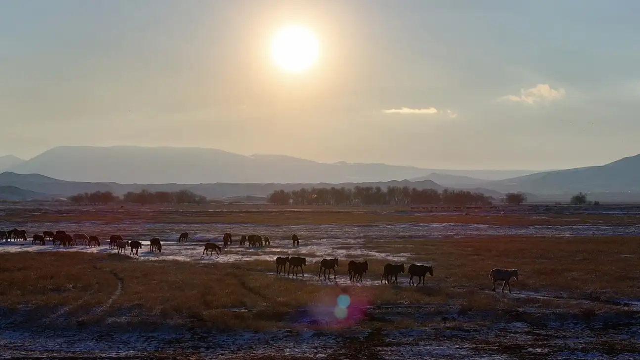 Kayseri'de yılkı atları görsel şölen oluşturdu