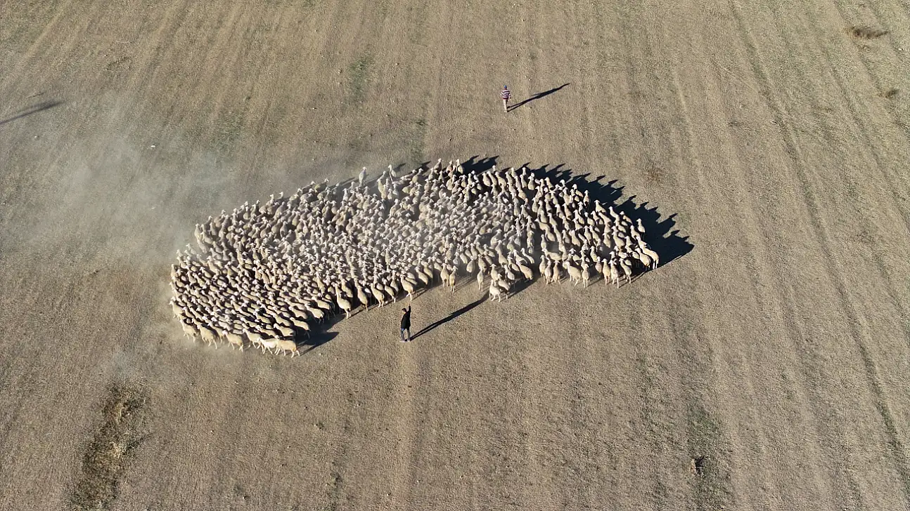 Kayseri'de yoğun talep görüyor! Kırşehir'de yetiştiriliyor