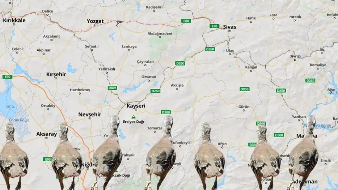 Kayseri'nin çevresinde alarm! 11 ölümün ardından avcılar salındı