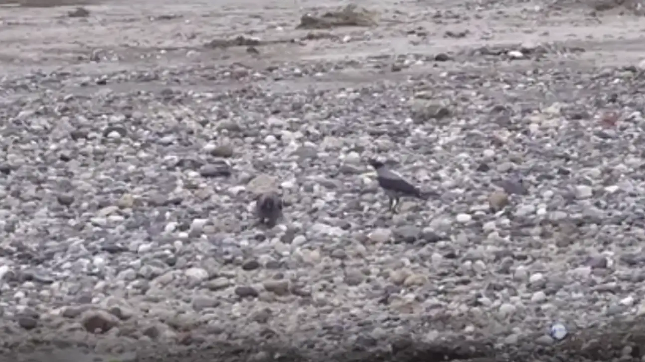 Kayseri'nin de aralarında olduğu 6 ilde sayım yapıldı! 74 tür tespit edildi