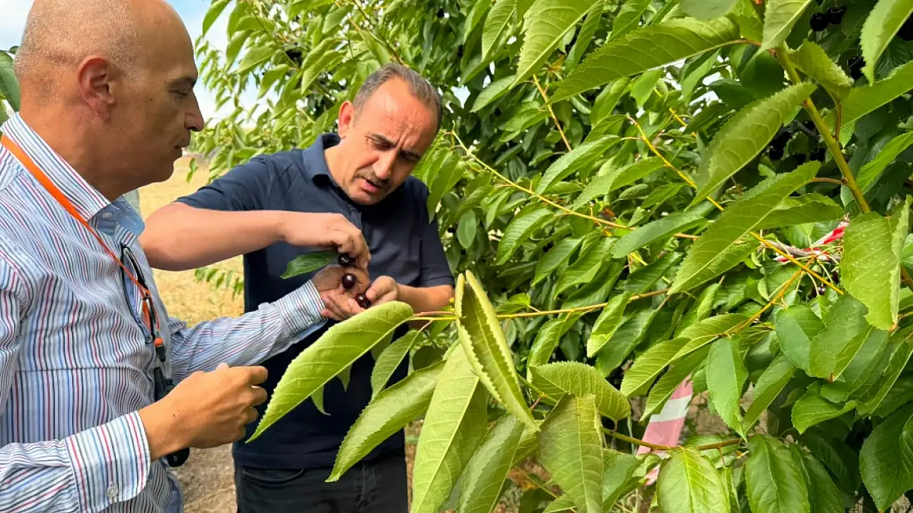 Kayseri'den Avrupa'ya gidiyor! Hasat başladı