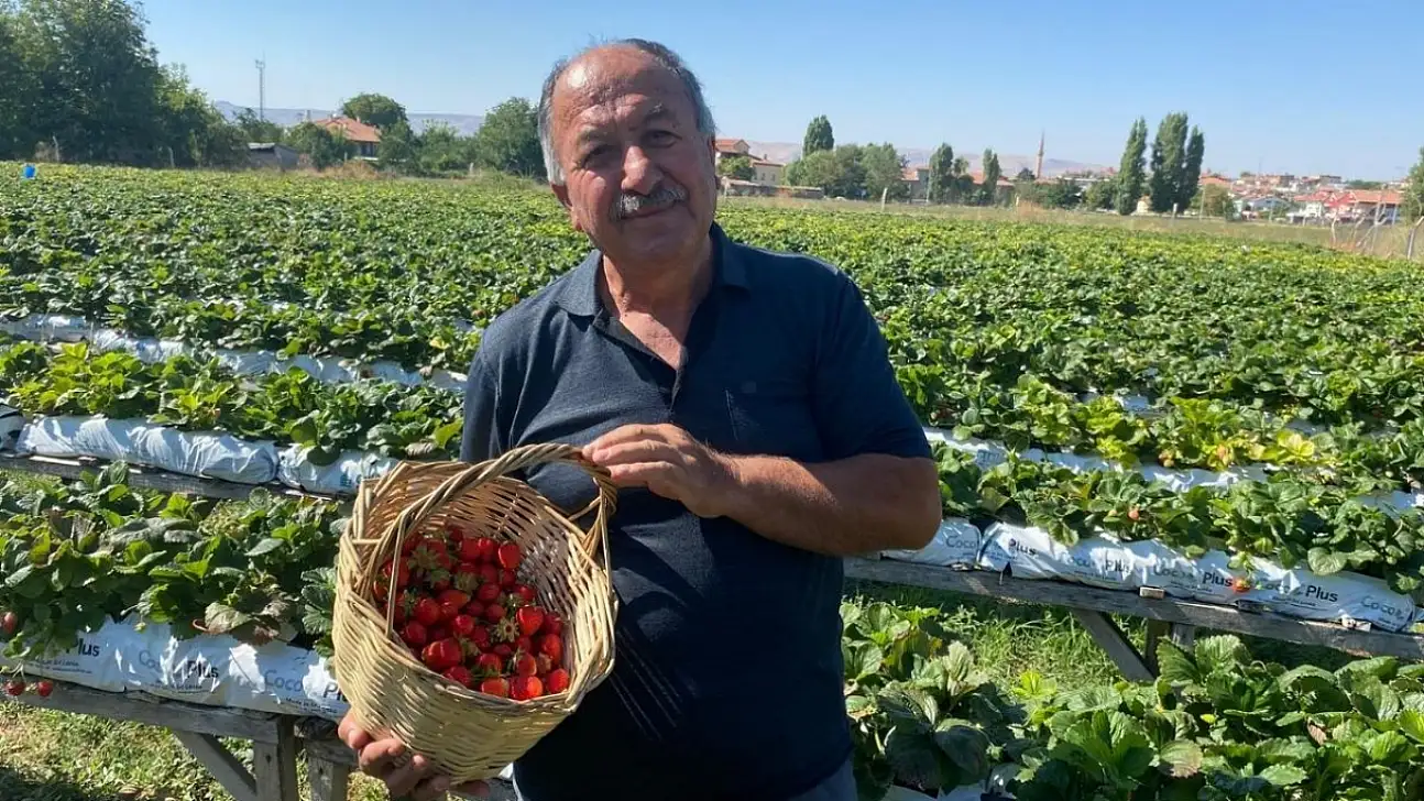 Kayserili üretici çileğin sırrını anlattı: En çok buna dikkat edin