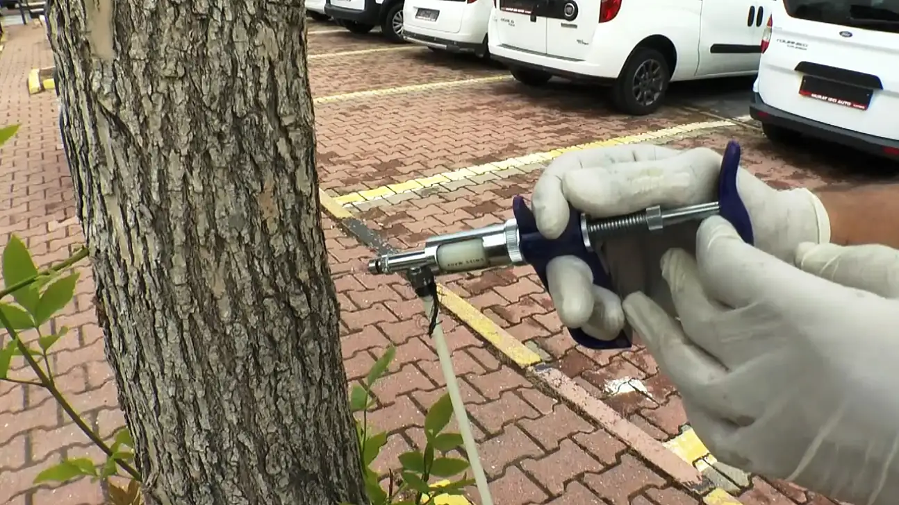 Kocasinan'da ağaçları koruma yöntemi: Arborjet adlı ilaç