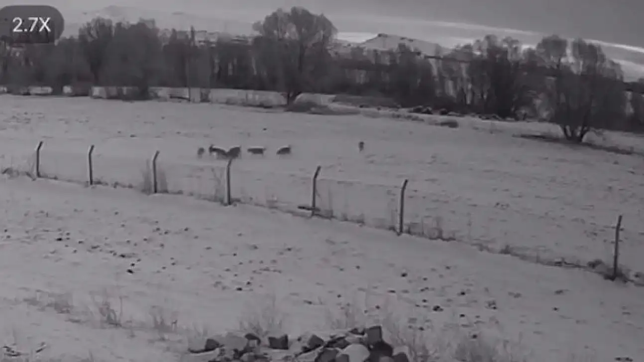 Pınarbaşı'da ilçeye inen kurtlar köpeği parçaladı!