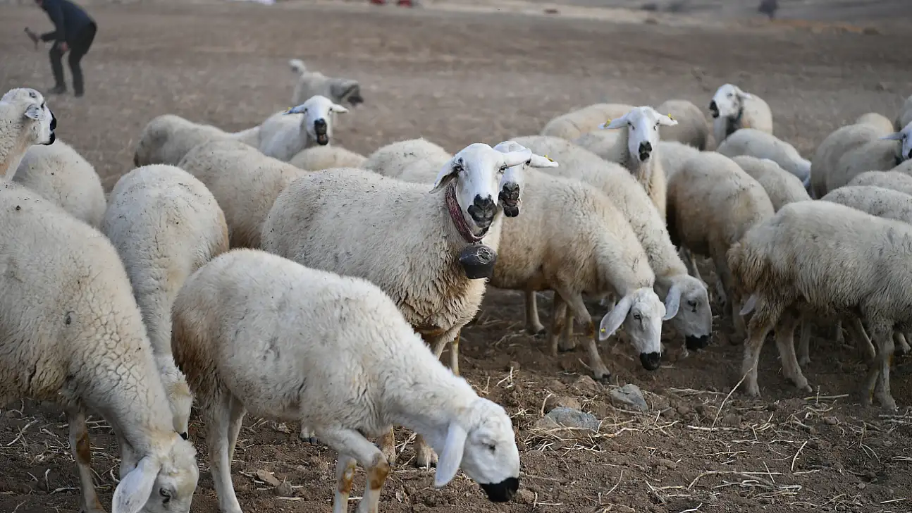 Sürüler 19'dan 150'ye çıktı: Kayseri'de, meralar şenleniyor