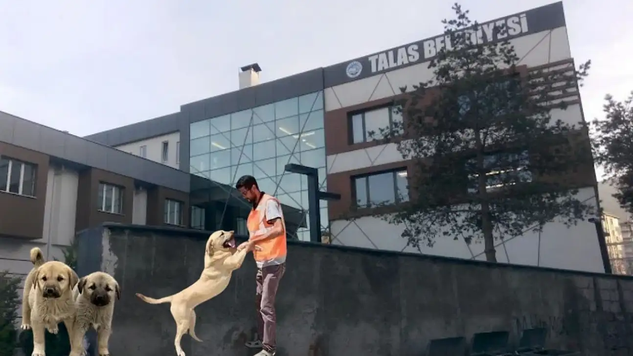 Talas Belediyesi 30 bin kilo alacak