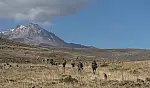 Erciyes'te askeri hareketlilik! Komandolardan taktik intikal…