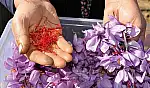 Kayseri'de evinin bahçesinde servet yetiştiriyor! Yarın hasat edilecek
