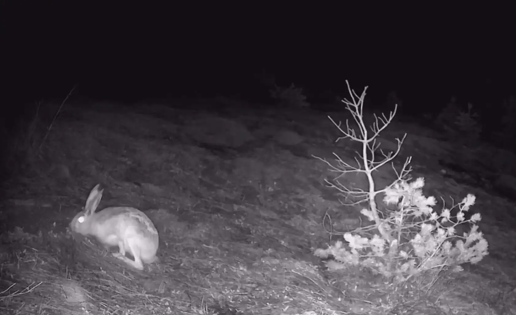 Kayseri'de ortaya çıktılar, kurulan kameraya takıldılar! Bakın Kayseri'de hangi hayvanlar yaşıyor?